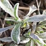 Alyssum montanum Folio