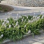 Camassia cusickii Habit