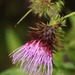 Cirsium shidokimontanum Flor