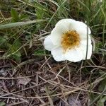 Ranunculus pyrenaeus Λουλούδι