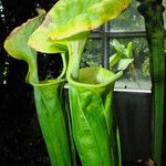 Sarracenia leucophylla 葉