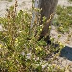 Linaria arenaria Fleur