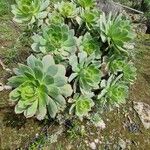 Aeonium percarneum Lapas