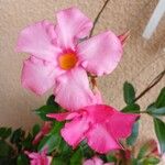 Mandevilla laxa Blomst