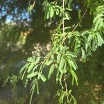 Vachellia farnesianaLehti