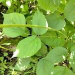 Hylodesmum glutinosum Leaf