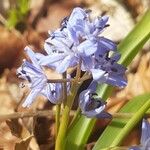 Hyacinthoides italica Flors