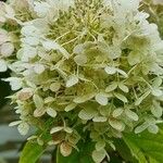 Hydrangea paniculataKukka