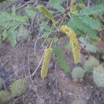 Prosopis velutina Hábito