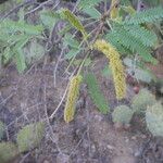 Prosopis velutina आदत