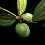 Strychnos cayennensis Frukt
