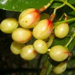 Chrysochlamys glauca Fruto