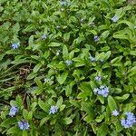 Myosotis sylvatica Habitus