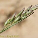 Danthonia decumbens Gyümölcs