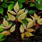 Astilbe japonica Hostoa