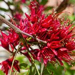 Schotia brachypetala Цветок