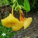Allamanda schottii Flower