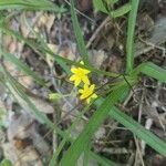 Hypoxis hirsutaКветка