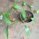 Epipremnum amplissimum Leaf
