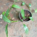 Epipremnum amplissimum Hoja