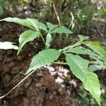 Vitex altissima Ліст