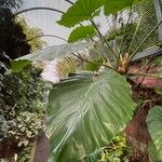 Philodendron giganteum Leaf