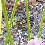 Allium angulosum Bark