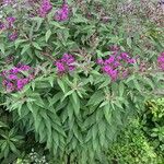 Vernonia noveboracensis Flower