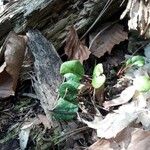 Pyrola chlorantha Hoja