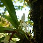 Jumellea triquetra Flower