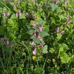 Lamium maculatum 整株植物