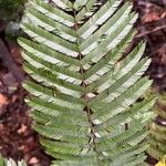 Piptadeniastrum africanum Leaf