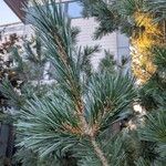 Pinus parviflora Blatt