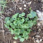 Dichondra occidentalis অন্যান্য