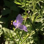 Tradescantia pinetorum Habitus