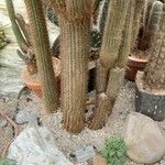 Cleistocactus hyalacanthus Liść