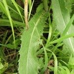 Cirsium canum Foglia