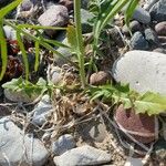 Sisymbrium altissimum Blatt