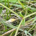 Cerastium fontanum Blatt