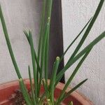 Allium fistulosum Hoja
