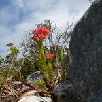 Crassula coccinea Altres