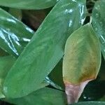Ctenanthe compressa Hoja