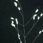 Poa autumnalis Агульны выгляд