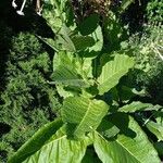 Nicotiana alata Hábitos