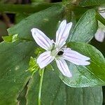Claytonia sibirica Flower