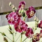 Geranium phaeumFlor