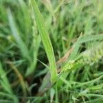 Paspalum dilatatum Листок