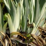 Iris pallida Leaf