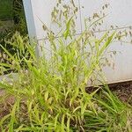 Chasmanthium latifolium Habitus