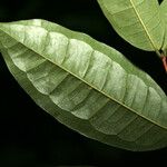 Eugenia coffeifolia Φύλλο